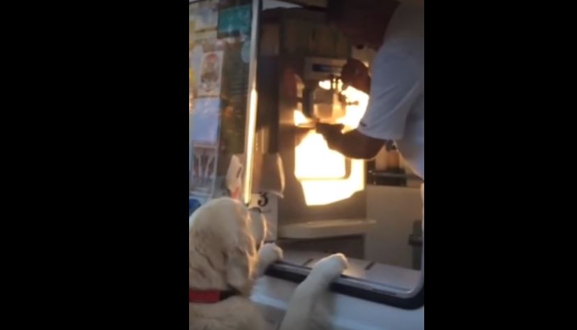 Excited Pooch Buys Himself Some Ice Cream. This Is…