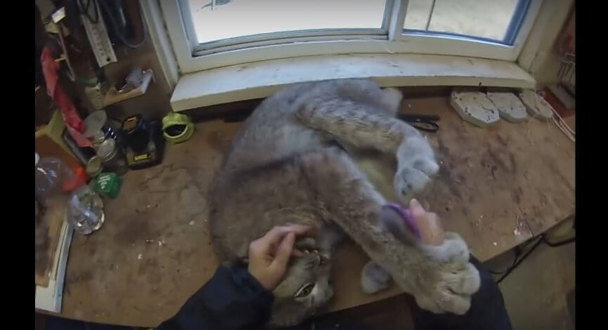 This Canada Lynx LOOOVES Having His Gorgeous Fur Brushed. Couldn’t Get Any Fluffier!