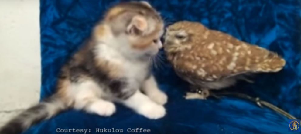 Is This The Cutest Friendship Ever?! Kitten And Its…