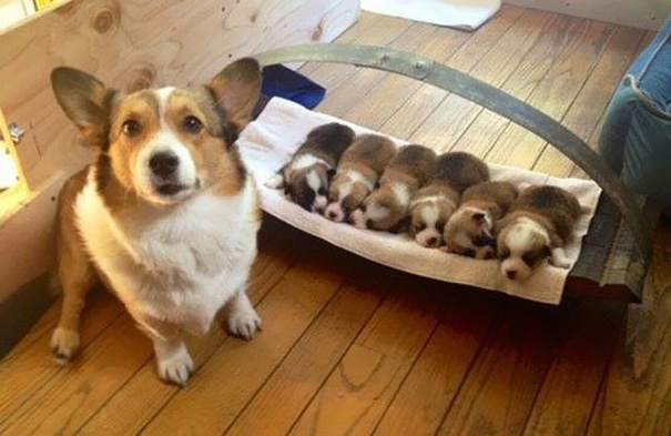 71 Heartwarming Photos Of Mama Dogs With…