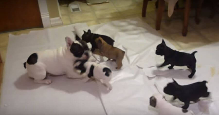 Papa Dog Enjoys Playtime With His Babies. Be Still,…