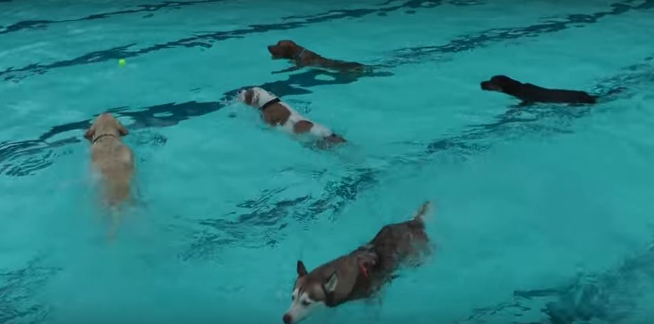 This Doggie Pool Party Is Pure Heaven.…