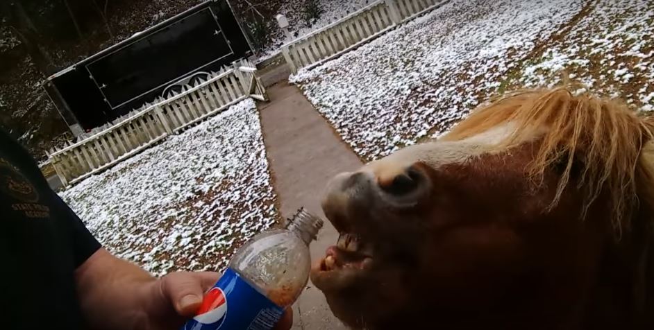 I Don’t Know ‘Bout You, But This Miniature Pony Loves Him Some Soda. So Adorably Funny!