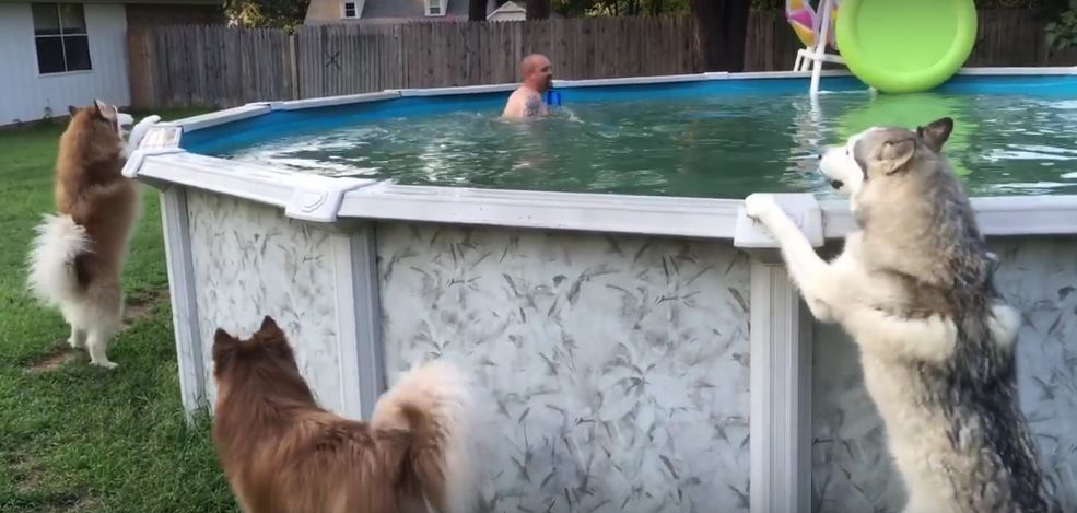 These Overexcited Huskies Can’t Wait To Join Daddy In…