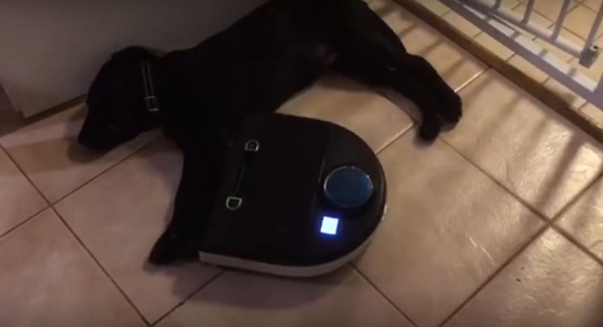 Puppy Is Impressively Not Freaked Out By This Robotic Vacuum…