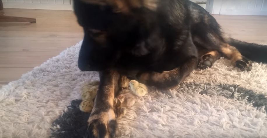 German Shepherd Treats These Painfully Tiny Baby Quails Ever…