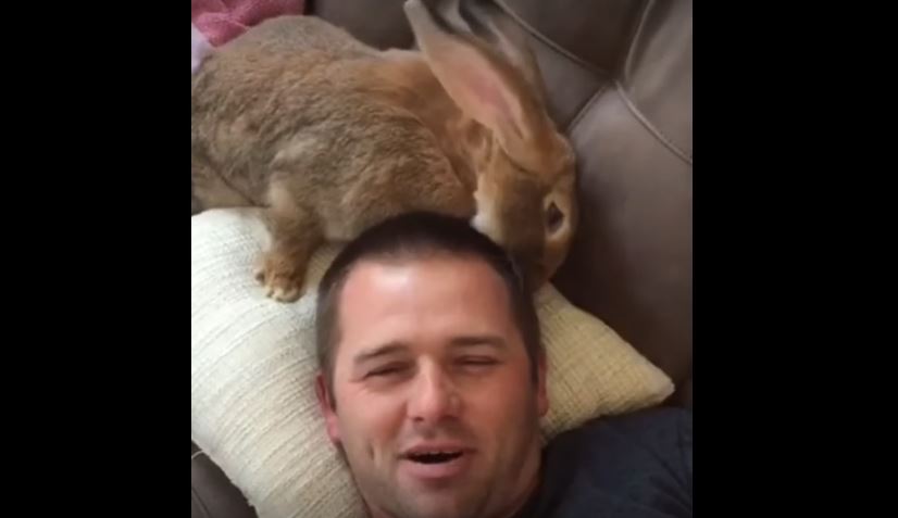 Rabbit Gives Human A Free Haircut. Too Cute To Miss!