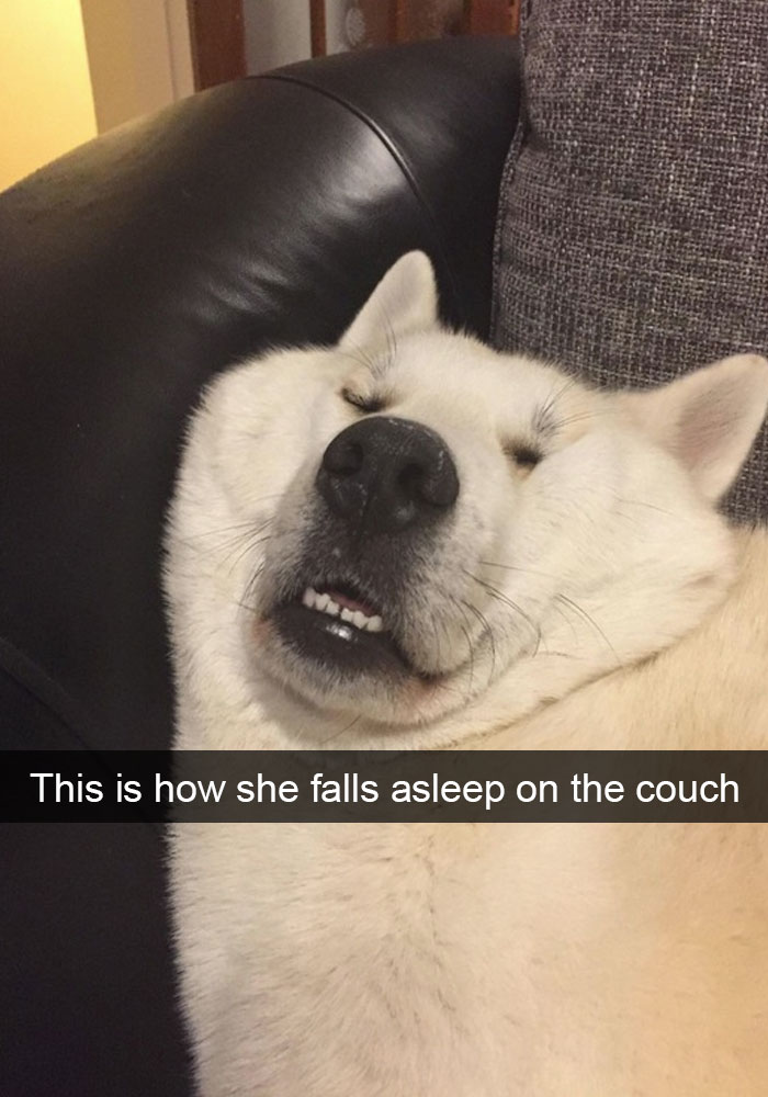 100 Hilarious Dog Snapchats That Will Get You LOLing…