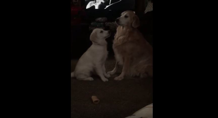 This 4-Month-Old Puppy Acts Super Sweet Towards Her Big…