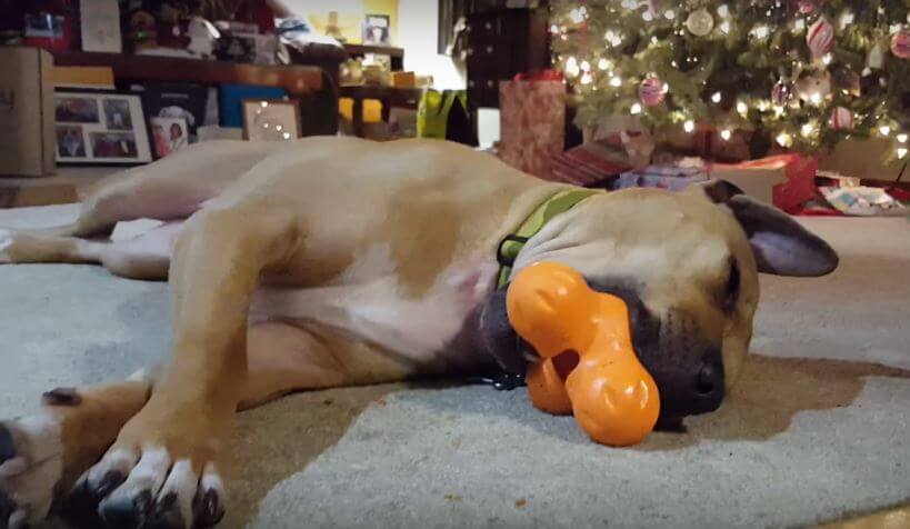 This Pooch Falls Asleep With His Chew Toy Still In…