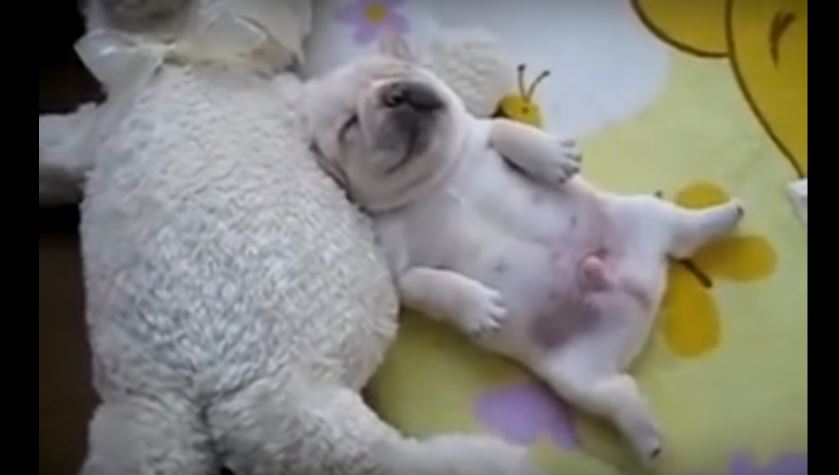 Watch This Baby French Bulldog Sleep Oh So Cozily. Pure…