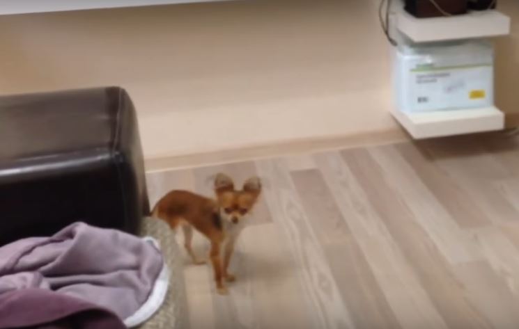 This Pooch Is Having A Field Day Stealing Its Human’s…