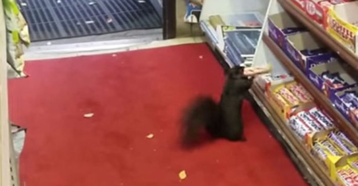 You Won’t Believe Who Kept Stealing This Store’s Chocolates! Check Out The Hidden Camera!