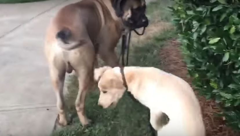 English Mastiff Walks Little Brother Down The…