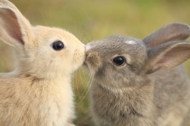 75 Photos Of Irresistibly Cute Bunnies That…