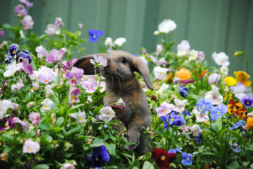 50 Captivating Photos Of Animals Smelling Flowers