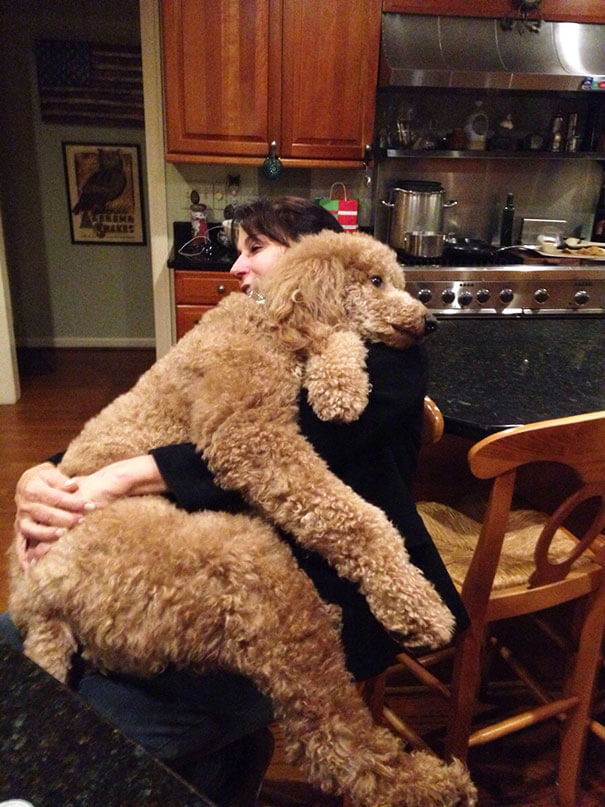 72 Giant Dogs Who Don’t Have Any Idea How Big…