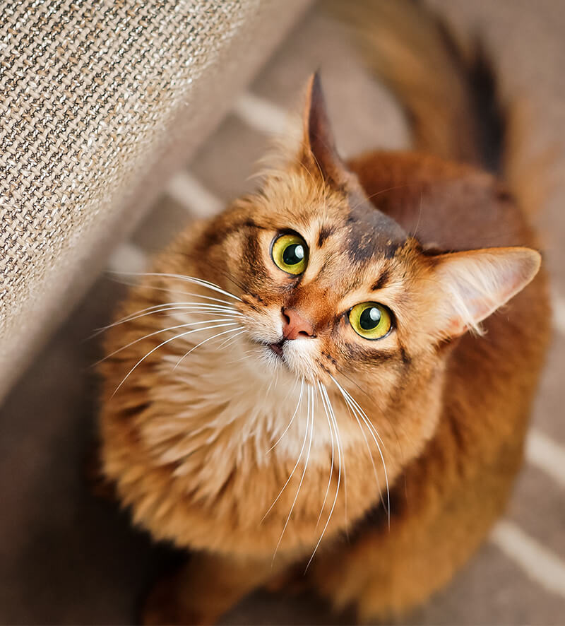 These Cat Breeds Are Too Cute For Words!