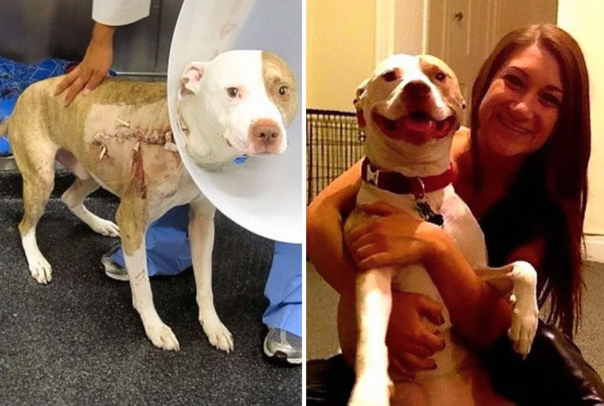 43 Heartwarming Photos Of Dogs Before And After Adoption