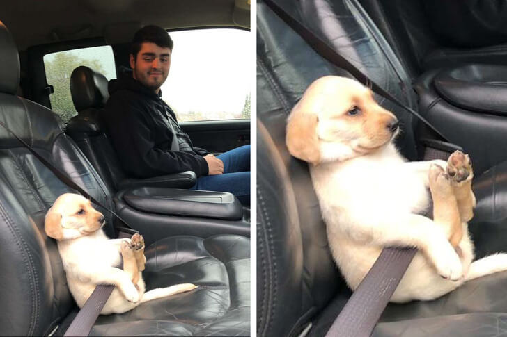 The Deserving Pets Getting The Best Treatment From Their Owners