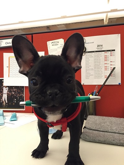 Having Pets In Your Workplace Can Help Reduce Stress And Increase Your Productivity