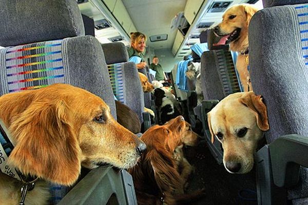 15 Things You Should Know Before You Fly With Your Dog