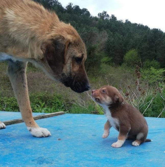 Girl Gives Up Her Life To Save Hundreds Of Dogs