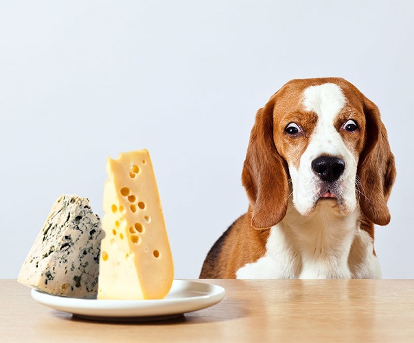 15 Deadly Foods Every Dog Owner Must…