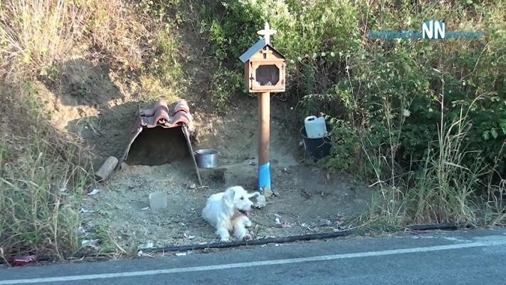 A Loyal Dog Nicknamed “Greek Hachiko” Won’t Leave The…