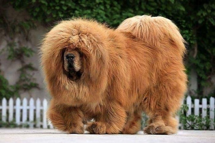 These Pictures Of Tibetan Mastiffs Are Truly The Cutest…